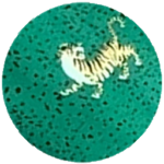 Tigre verde